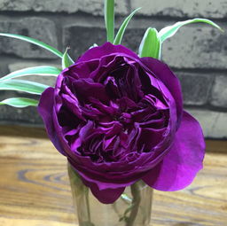 五、 胭脂果冻月季的详细特点