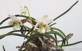槽舌兰：幽谷香花
