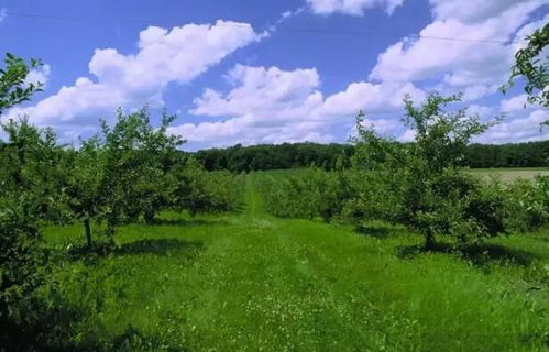 果园种植蕞矮省心的草是哪种？实测这三种草既省心又省钱！