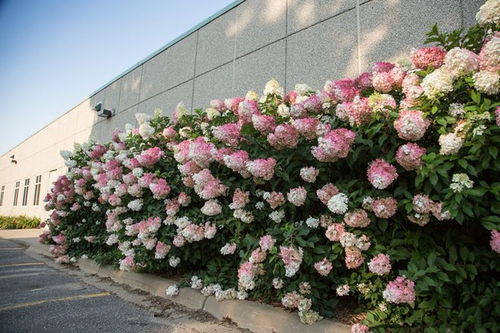 洛阳王城公园的实践经验