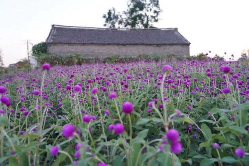 如何栽种百花园门？