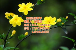 基地推荐, 迎春花苗木批发首选