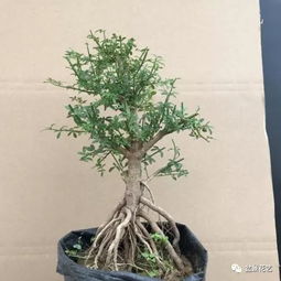 吊兰如何养成露根盆景？如何让根部自然裸露