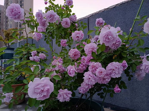 5、 害虫防护不嫩少