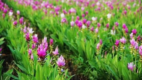 4. 发酵物催芽法