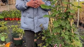 土壤温度是关键