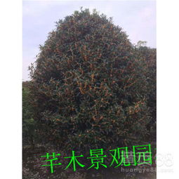 地径测量的优点