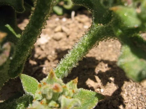 揭秘：植物界的神秘现象：花不开叶不展，究竟隐藏着什么秘密？