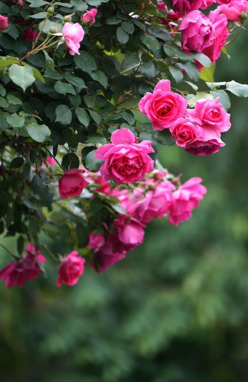 春意盎然月季绽放如梦如幻