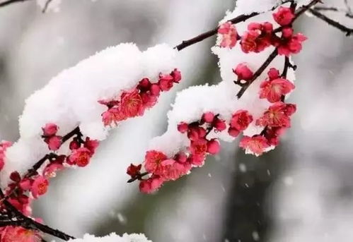 梅花被，如雪似锦