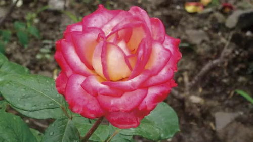 月季花的传奇：北京自育的24个品种