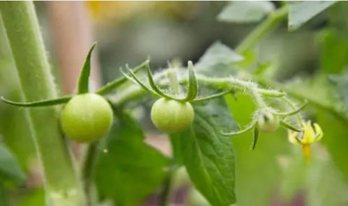 二、 百菌清和甲基硫菌灵，茄子病害克星