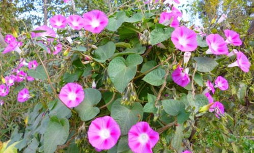 牵牛花的变色之谜：液泡酸碱度的变化