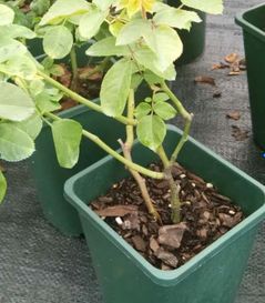 解决方法：重新种植