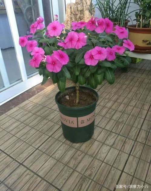 酢浆草快速生长之谜：爬满花盆的烦恼！