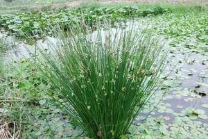 李先生的智慧：硫黄与三环唑的搭配