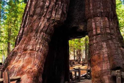 北美红杉的庞然大物