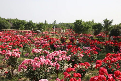 点燃春色一片， 彩霞万朵