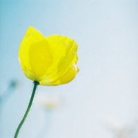 微信花头像图片大全，哪一朵是你的心头好