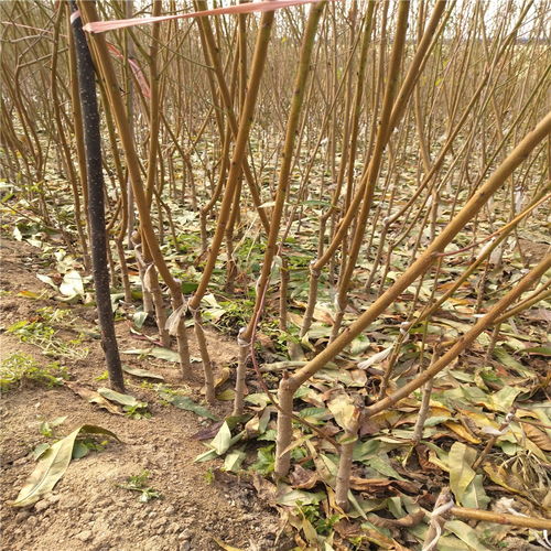 黄桃树苗的价格之谜