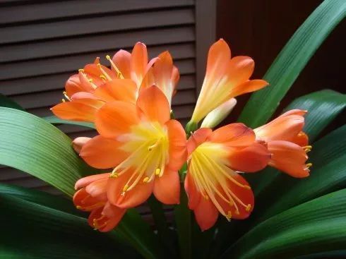 土壤选择与pH值