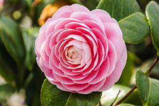 南阳月季， 花开新时代