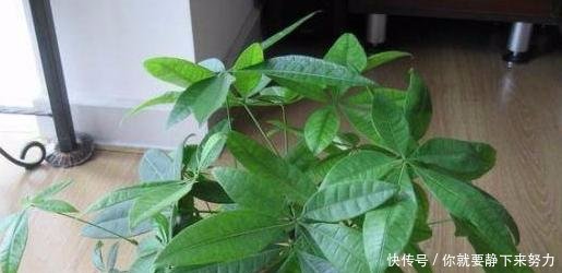 一亩秧苗，多少克合适？