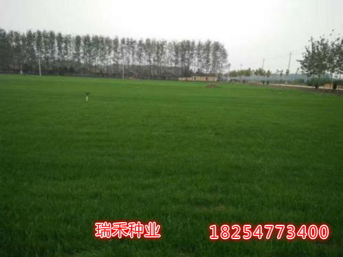 草坪品种对比表