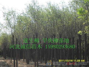 柳树苗价格大揭秘，你了解多少？