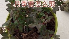 小抒情曲月季的优点：花中的小清新