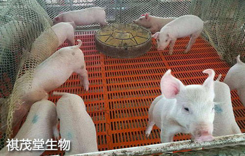 小猪和大猪饲料有什么区别？小猪喜欢哪种饲料？