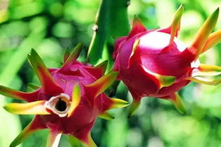 火龙果生长过程中，如何进行整形修剪和灌溉排水