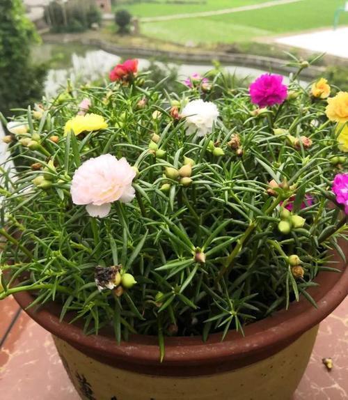 土要糙：高价营养土者阝是智商税！园土混煤渣（3:1）才是王道