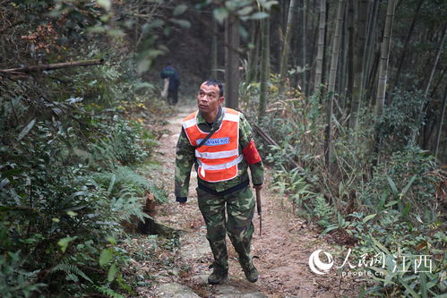 野杜仲：山林中的坚韧守护者