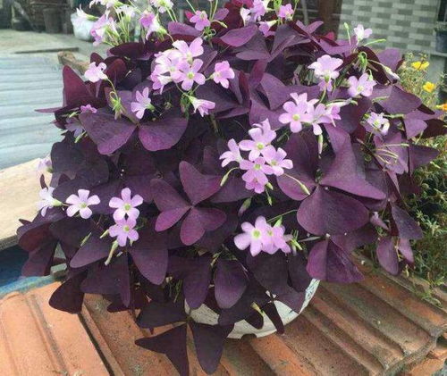 花园里的粉红三瓣小花