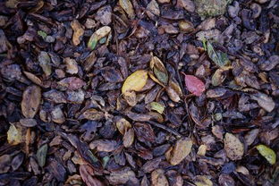 树根腐烂简单处理方法