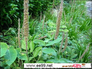 植物与药用价值