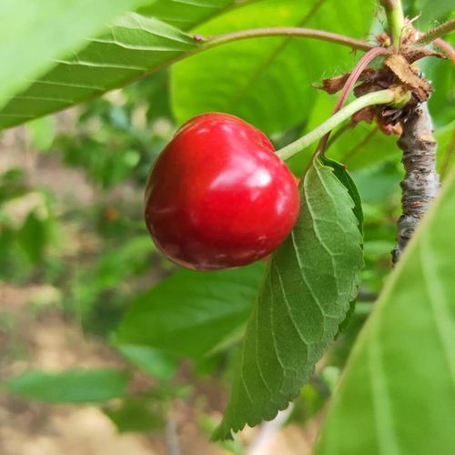 樱桃籽可依直接种植， 但先别急着下手：