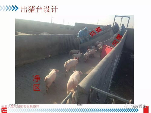 现代化生猪养殖需要哪些关键设备来提高生产效率和动物福利？