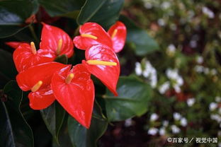 甲醛克星植物有哪些？这些植物吸甲醛效果真的好吗