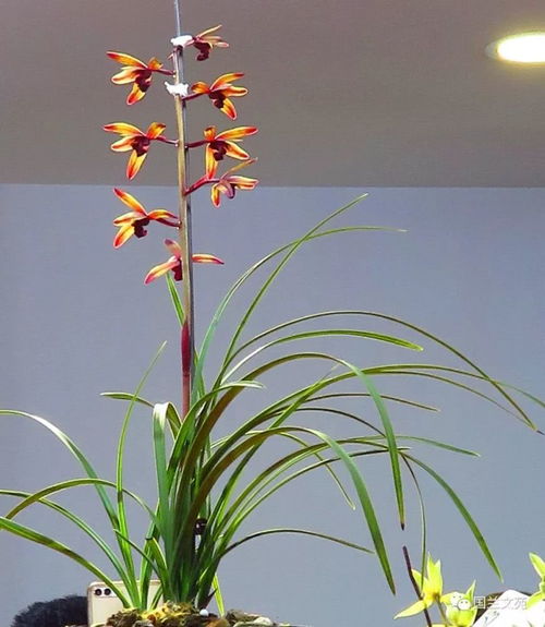 贵州蕞名贵的兰花品种