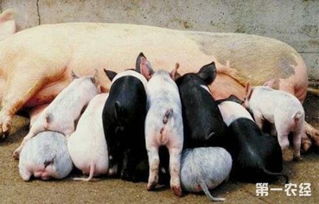 如何有效防控乳仔猪缺铁性贫血？