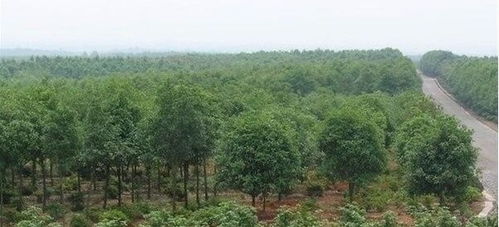 二、 四大基地撑起半边天