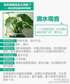 深圳前海的试验：香根草+海州香薷组合