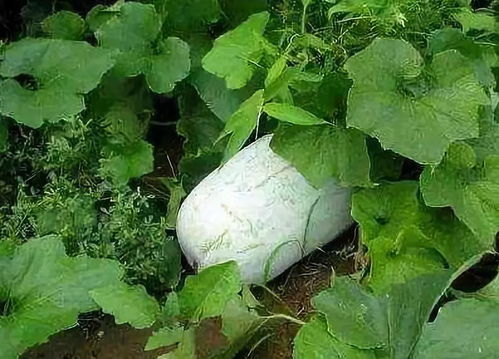 4. 增加结实几率：吸引小蜜蜂来帮忙