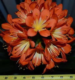 君子兰播种前的准备：土土土，沙沙沙