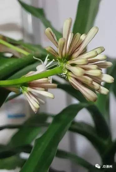 巴西木开花预示着好运？这植物真的有神奇力量吗