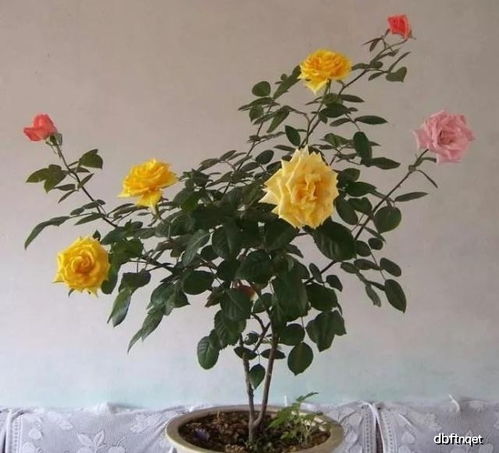 在花蕾露色期直到花瓣开始凋谢，绝大多数月季花梗下边的腋芽dou是处于潜伏状态