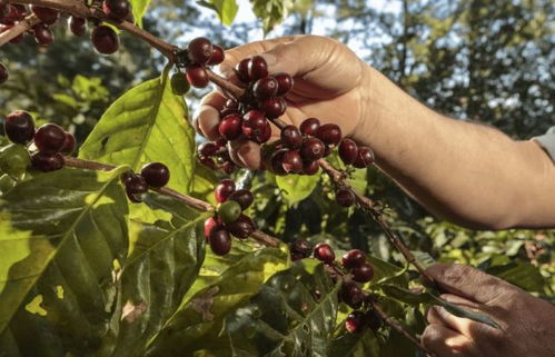 云南的咖啡与中药材