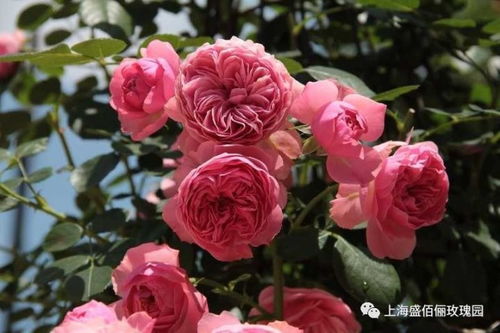 玫瑰花的种类与花语